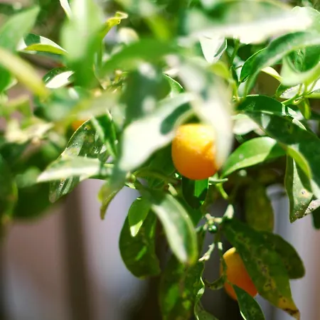 La Scala Bianca * Katanya