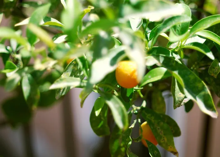 La Scala Bianca * Катания